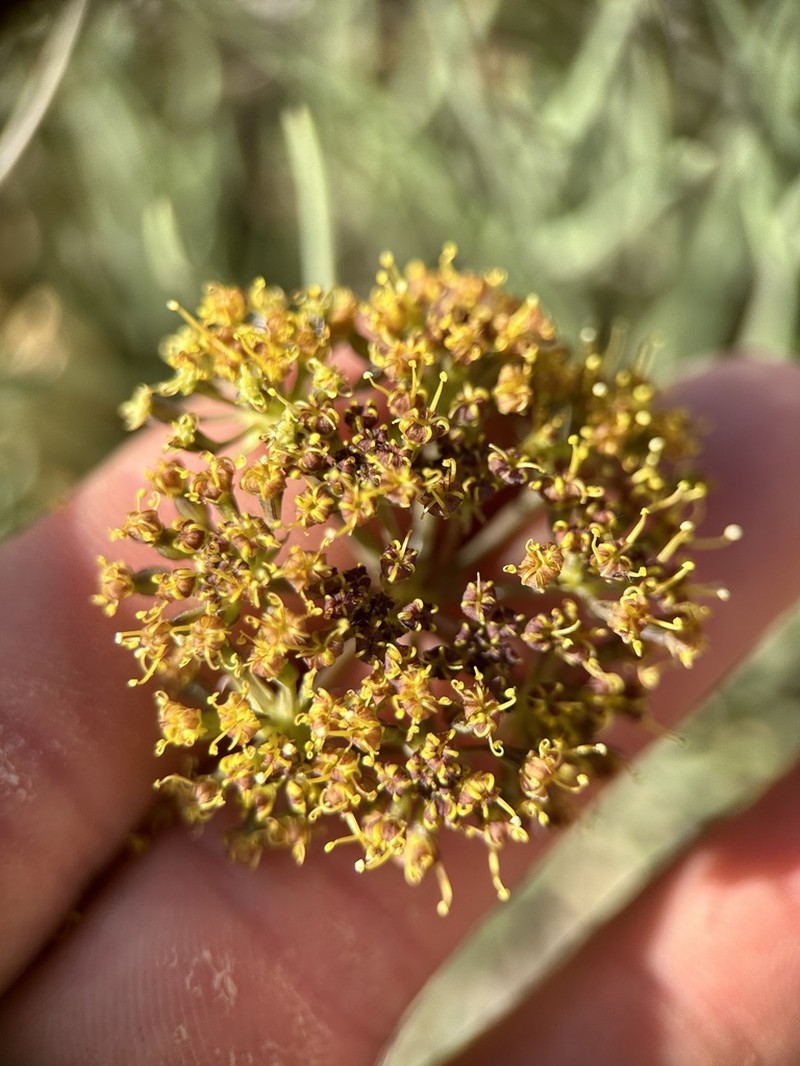 Rush Biscuitroot photo 5