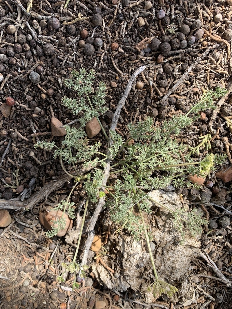 Juniper Biscuitroot