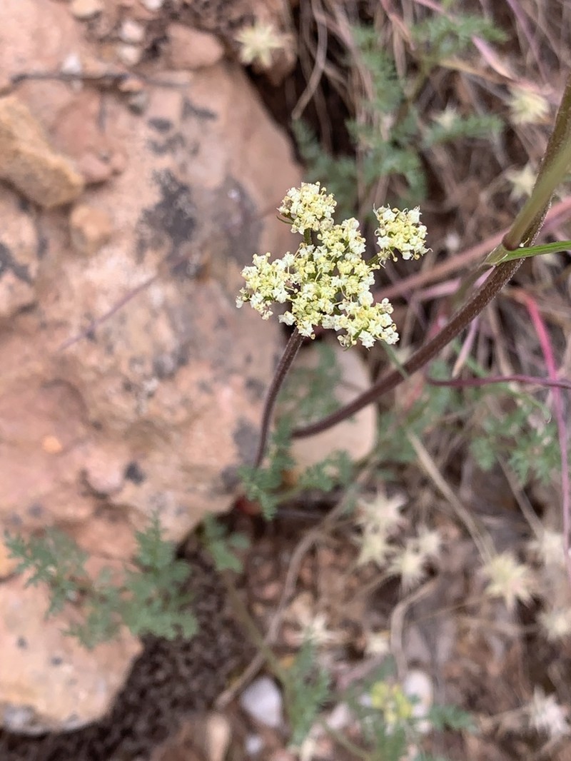 Juniper Biscuitroot photo 2