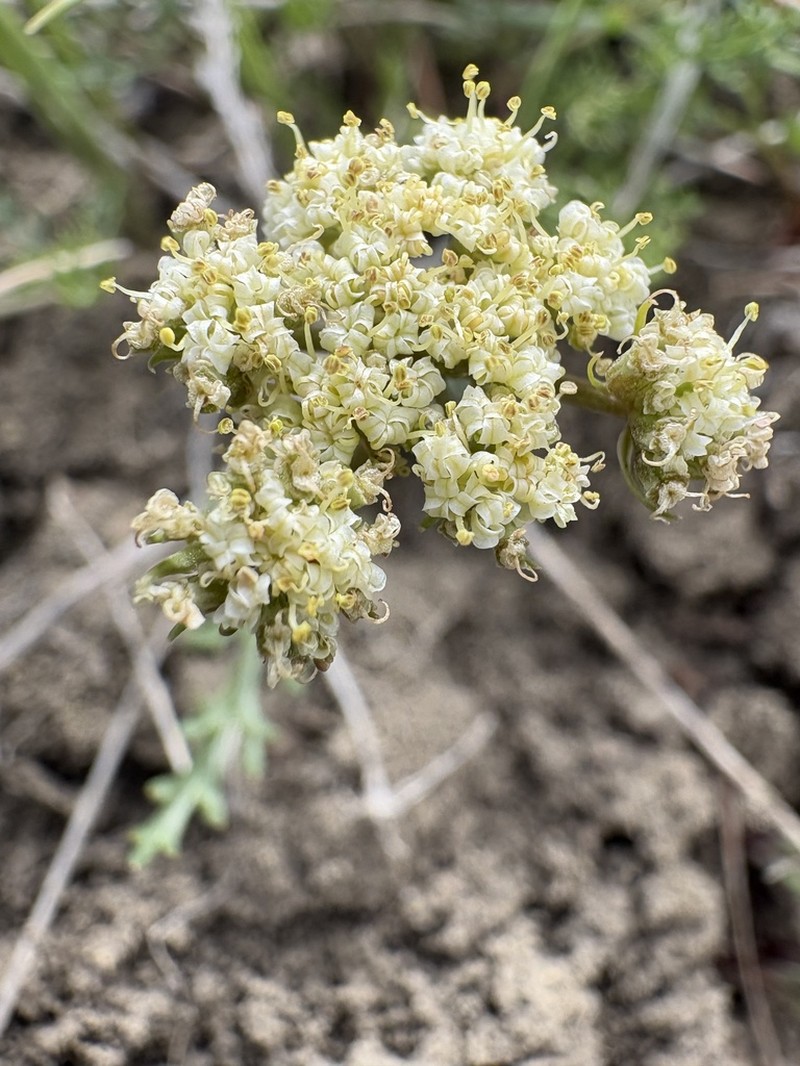 Juniper Biscuitroot photo 3