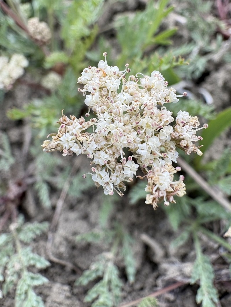 Juniper Biscuitroot photo 4