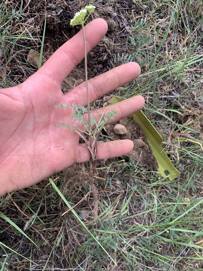 Juniper Biscuitroot photo 5