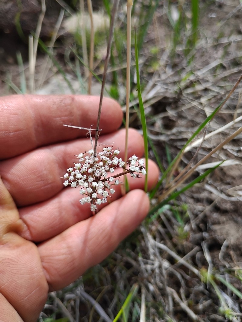 Juniper Biscuitroot photo 6