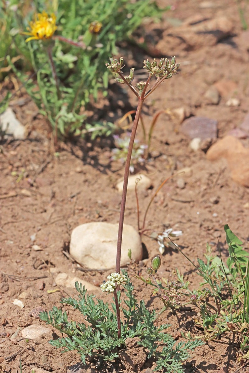 Juniper Biscuitroot photo 7