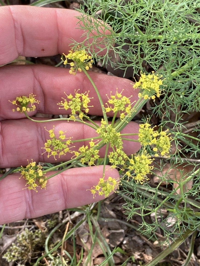 Lomatium klickitatense