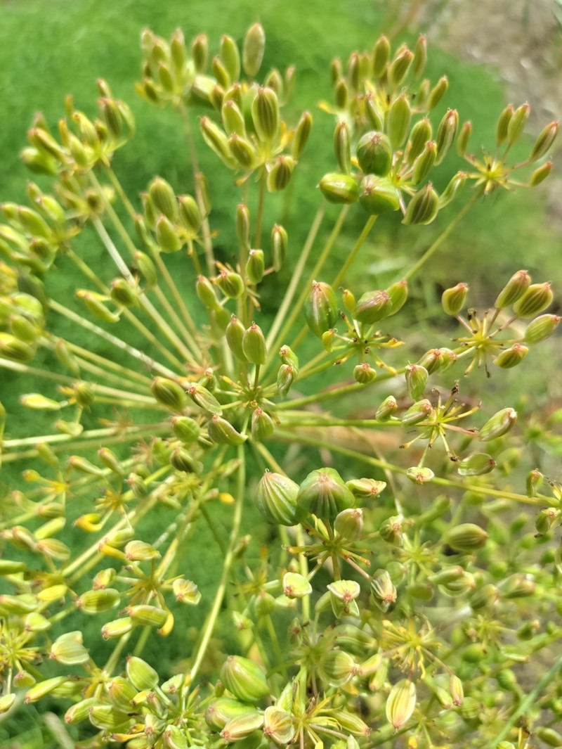 Lomatium klickitatense photo 2