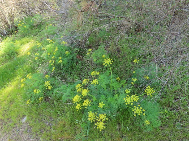 Lomatium klickitatense photo 3
