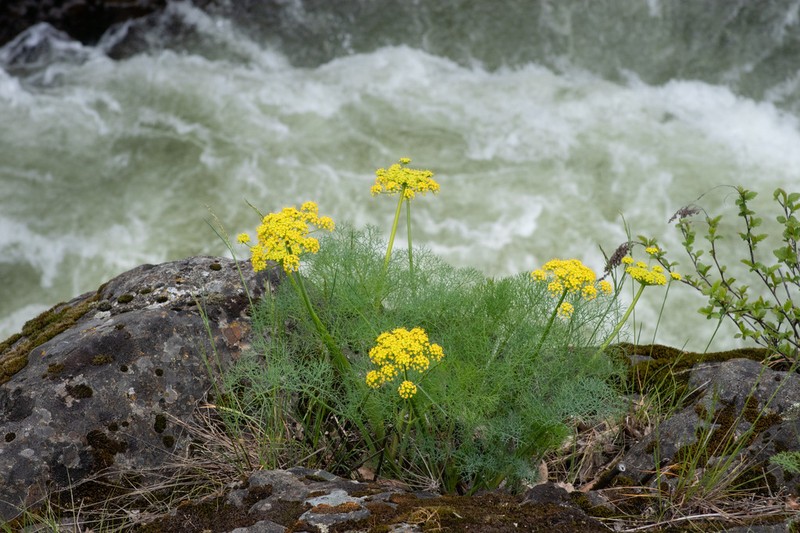 Lomatium klickitatense photo 4