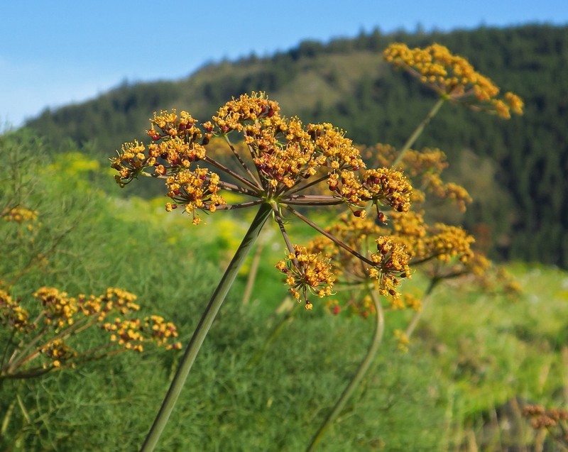 Lomatium klickitatense photo 5