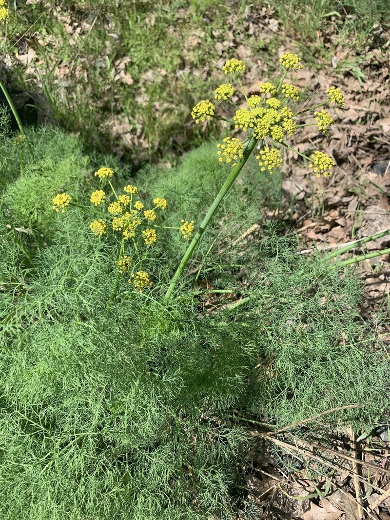 Lomatium klickitatense photo 6