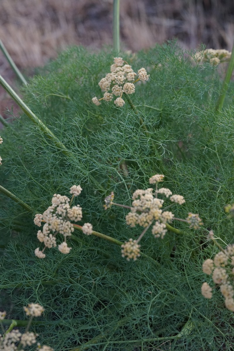Lomatium klickitatense photo 7