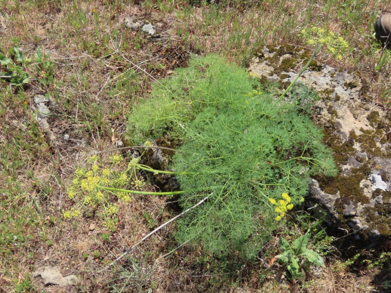 Lomatium klickitatense photo 8