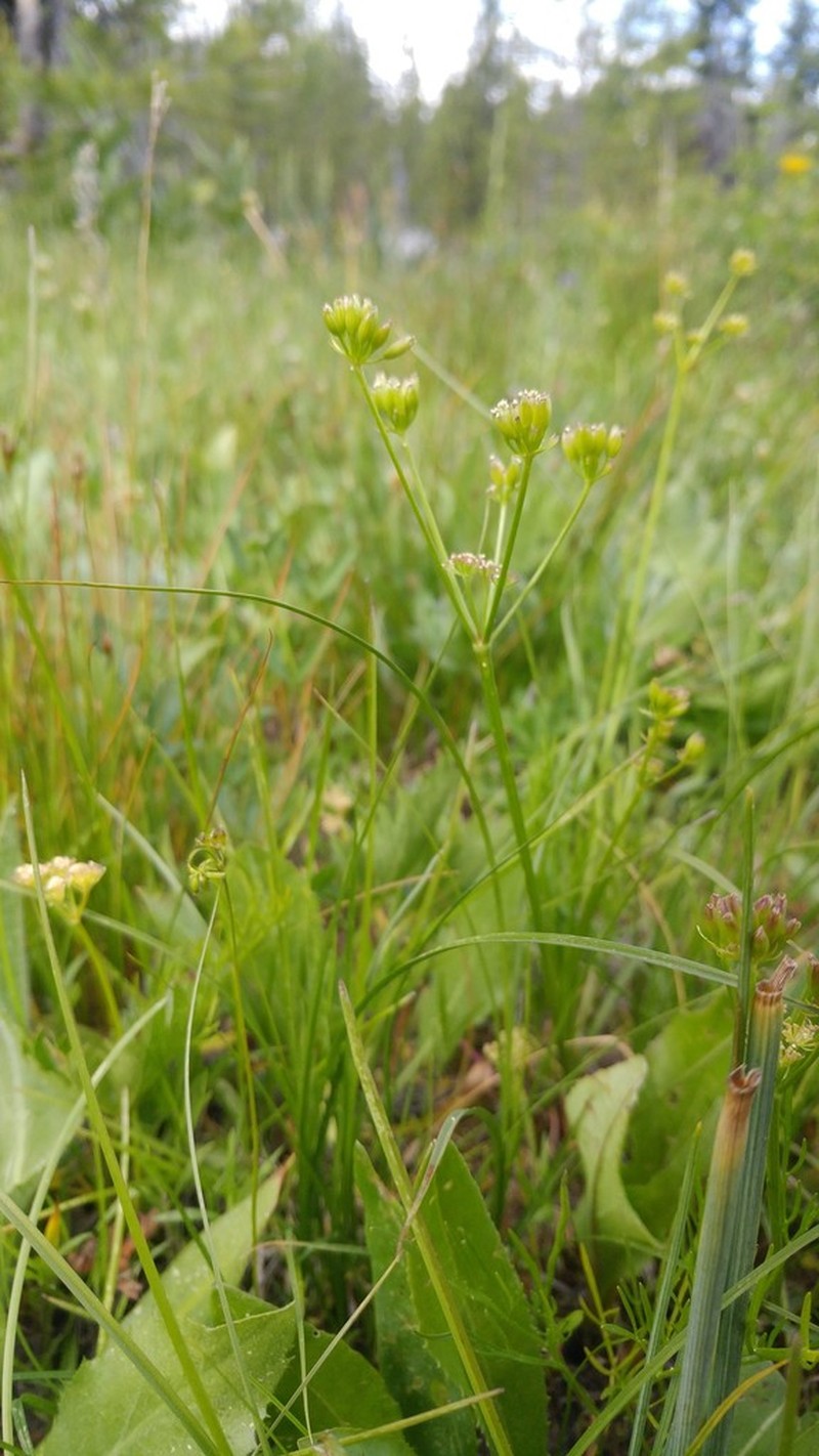 Knoke's Biscuitroot
