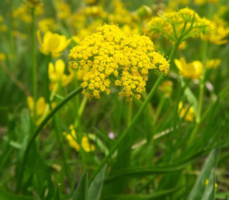 Knoke's Biscuitroot photo 2