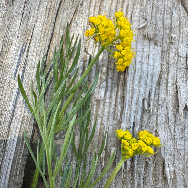 Knoke's Biscuitroot photo 3