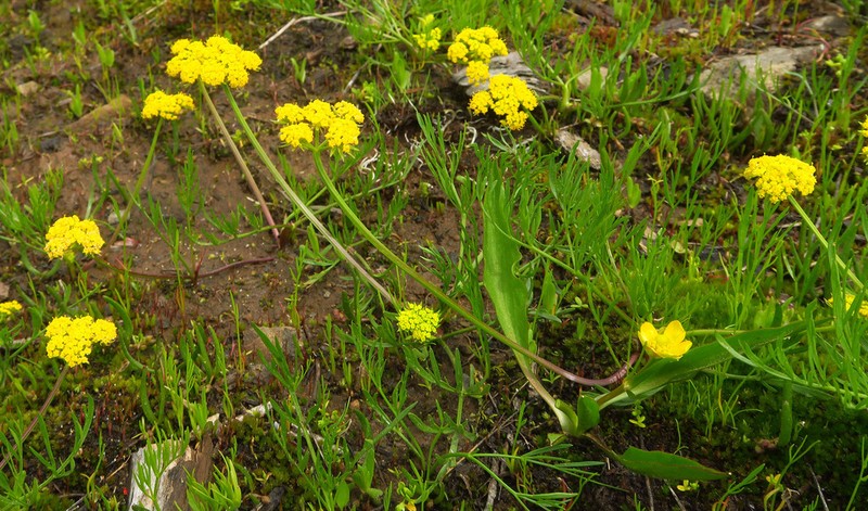 Knoke's Biscuitroot photo 4