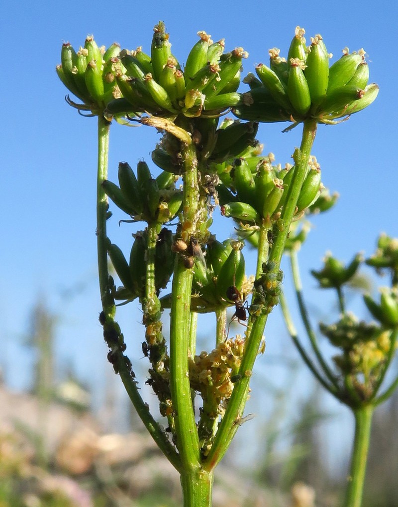 Knoke's Biscuitroot photo 8