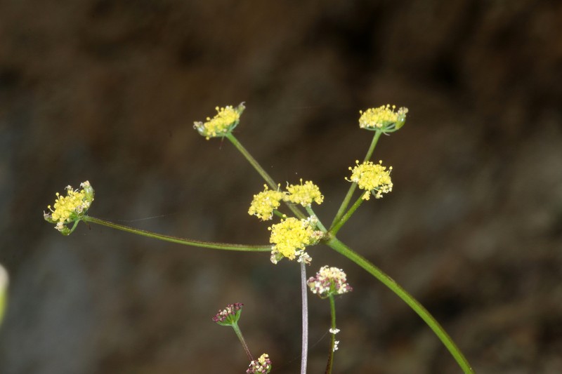 Lomatium kogholiini photo 2