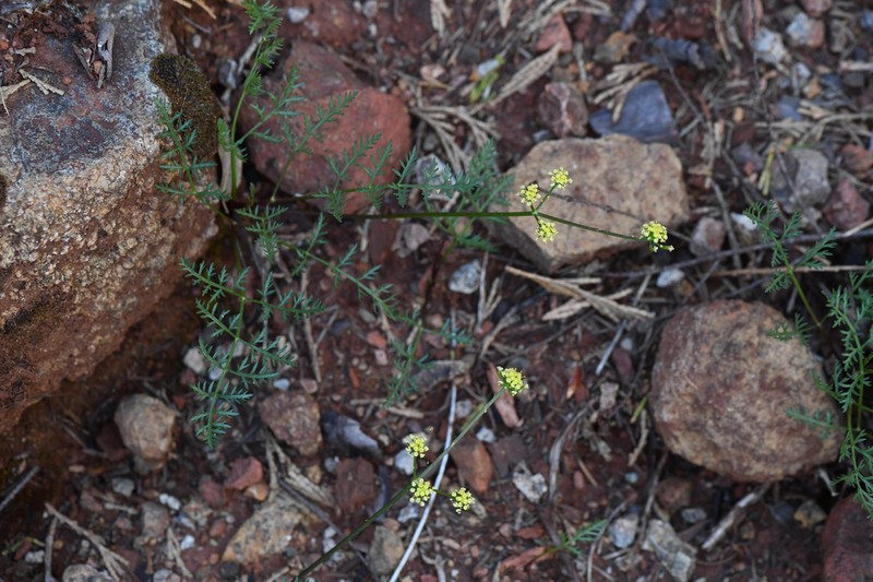 Lomatium kogholiini photo 3