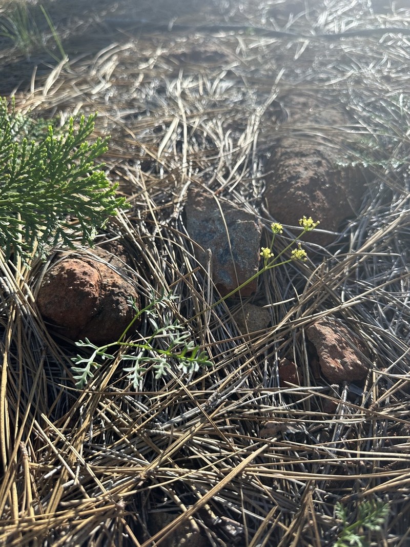 Lomatium kogholiini photo 4