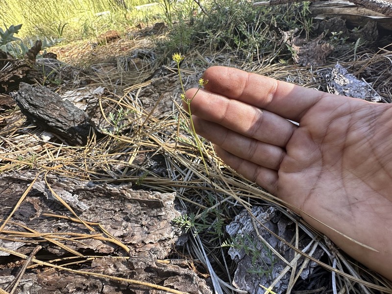Lomatium kogholiini photo 5