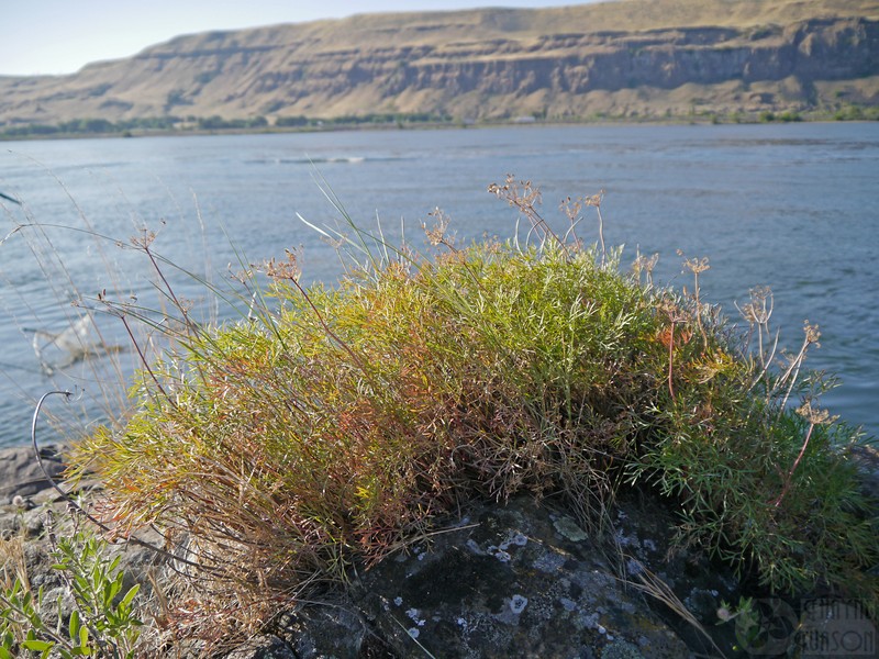Slickrock Biscuitroot