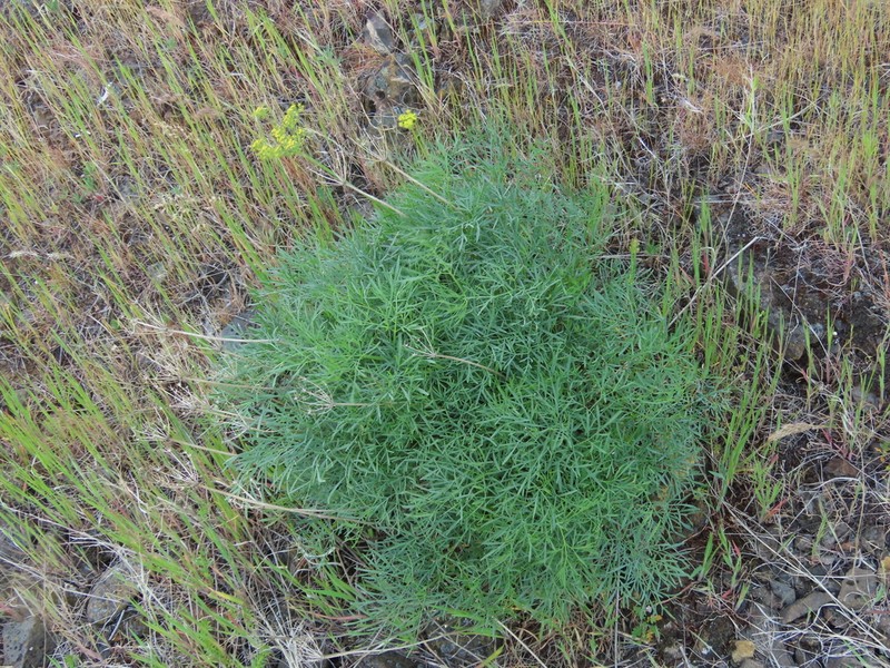 Slickrock Biscuitroot photo 3