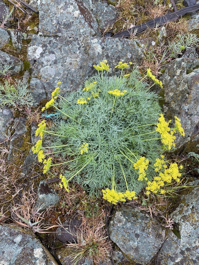 Slickrock Biscuitroot photo 6