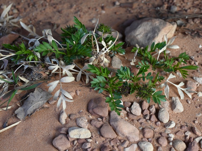 Canyonlands Biscuitroot photo 4