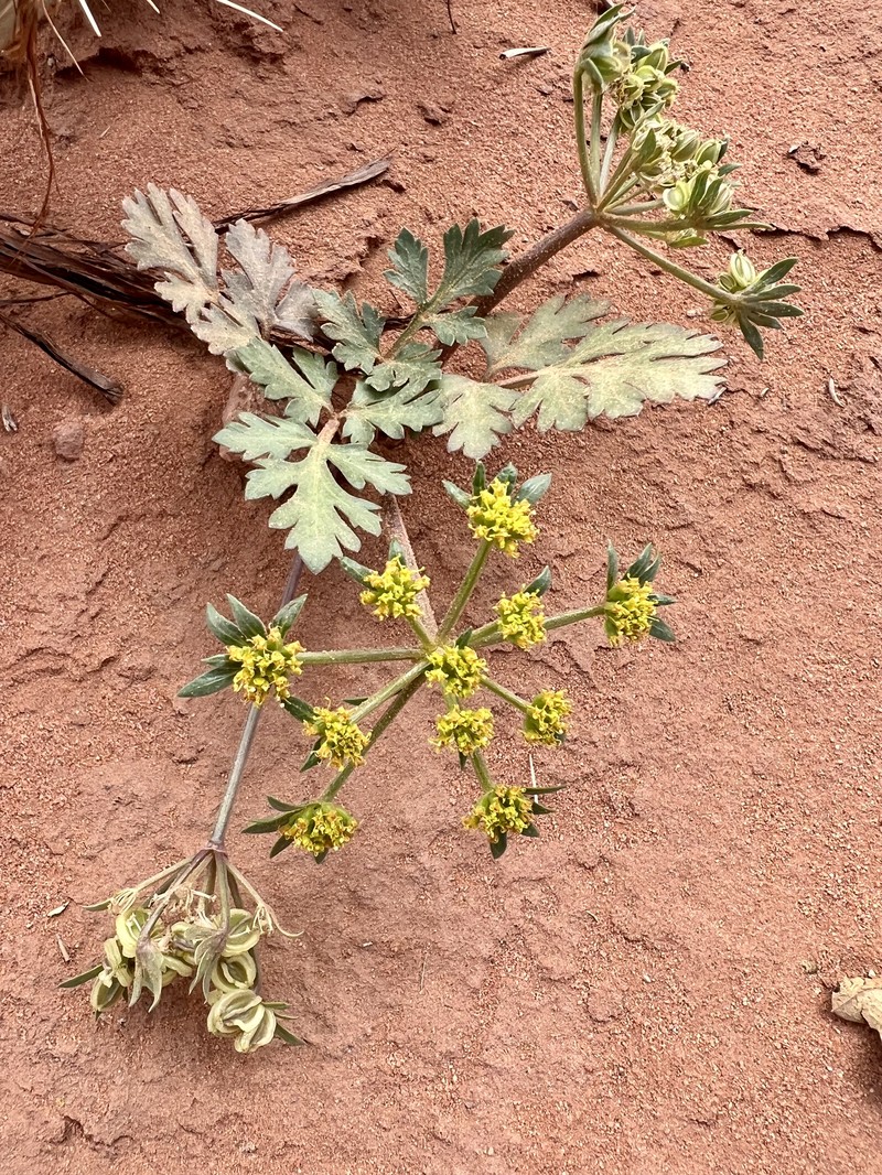 Canyonlands Biscuitroot