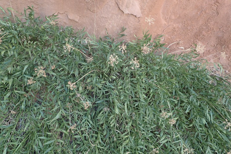 Canyonlands Biscuitroot photo 2