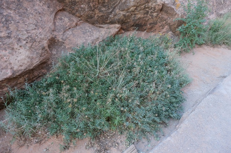 Canyonlands Biscuitroot photo 4