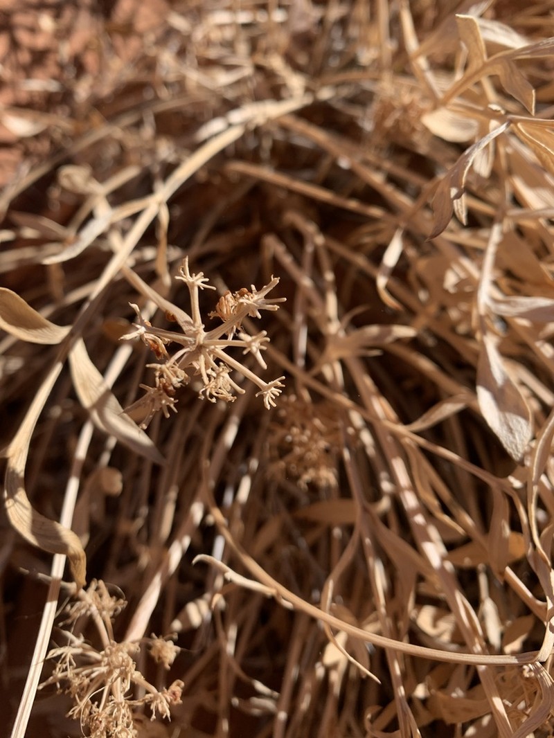 Canyonlands Biscuitroot photo 5