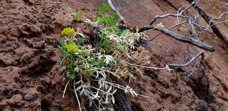 Canyonlands Biscuitroot photo 6