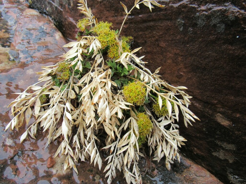 Canyonlands Biscuitroot photo 7