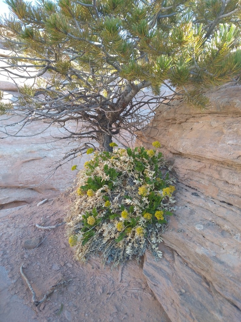 Canyonlands Biscuitroot photo 8