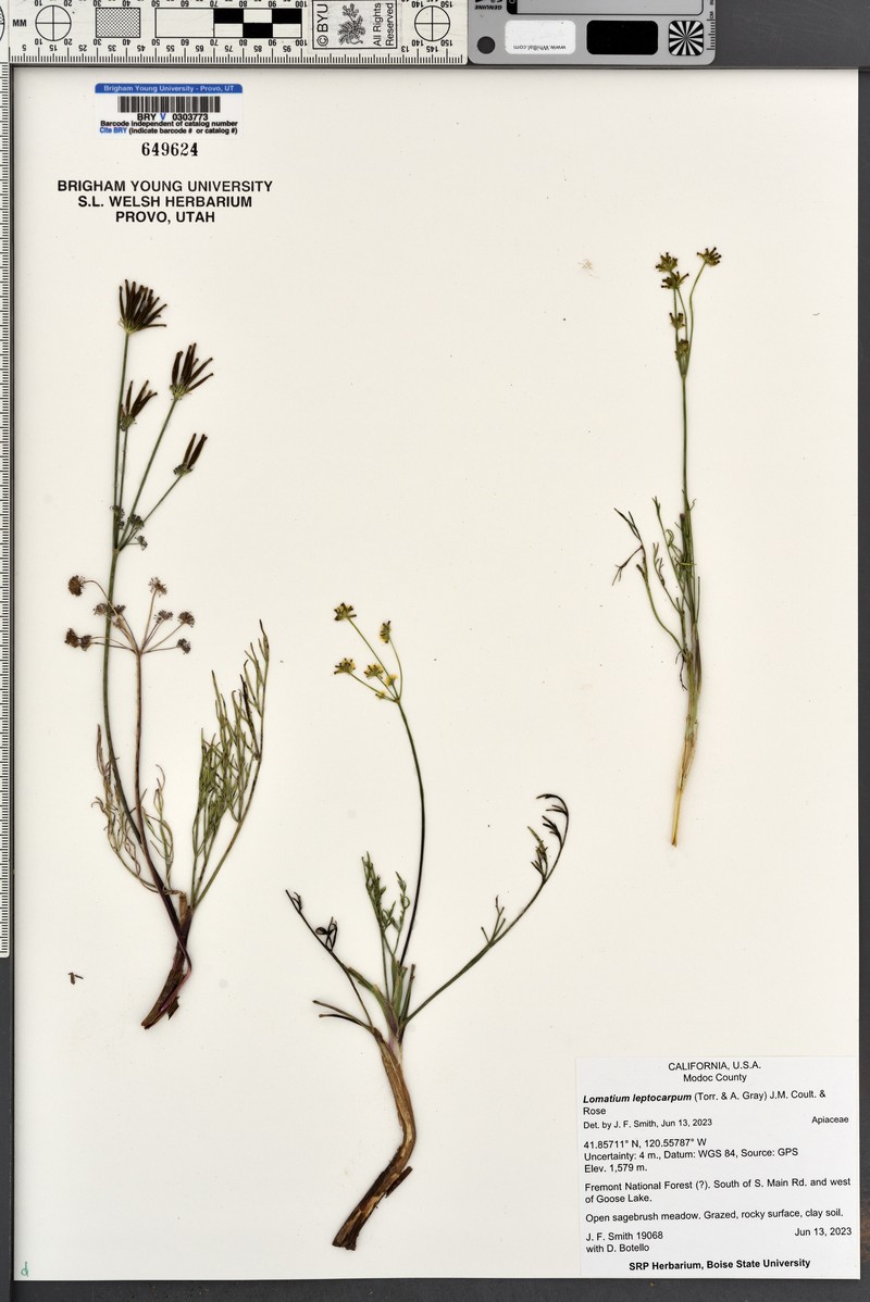 Lomatium leptocarpum