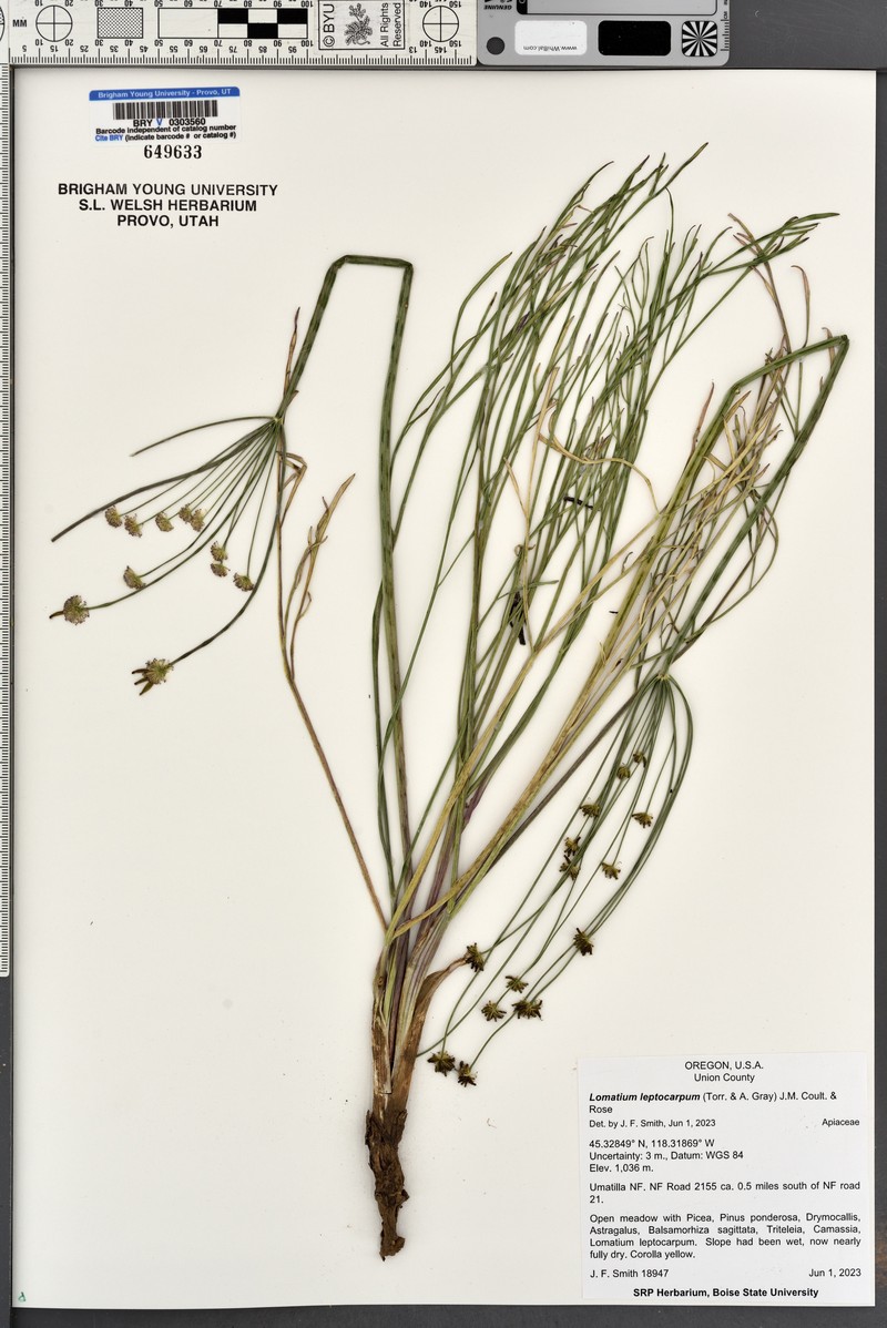 Lomatium leptocarpum photo 2