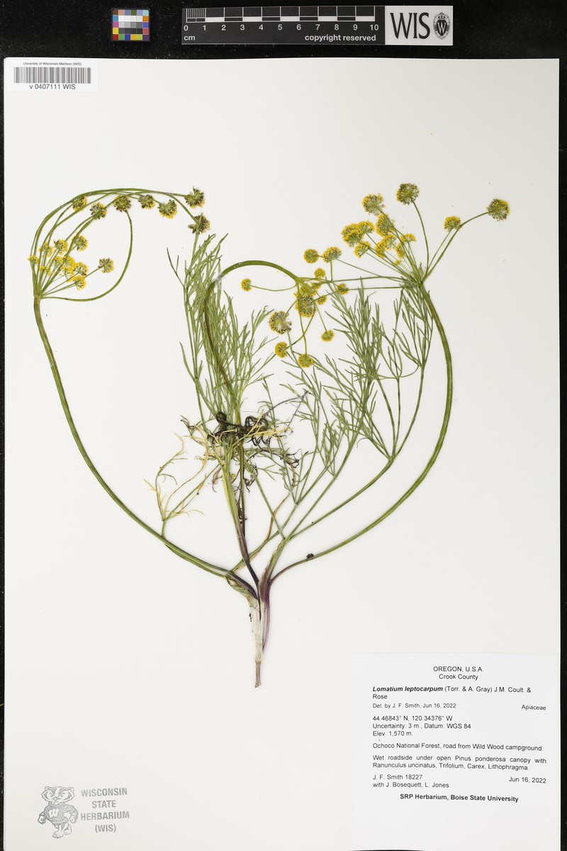 Lomatium leptocarpum photo 3