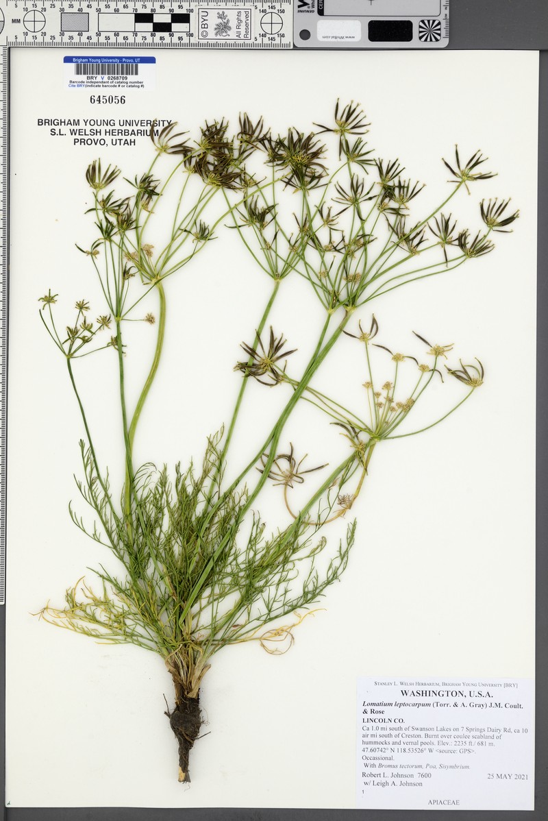 Lomatium leptocarpum photo 4