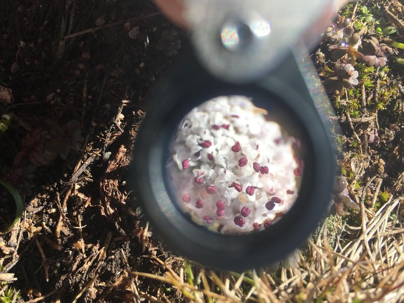 Great Basin Indian Potato photo 3