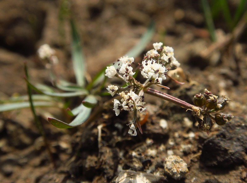 Great Basin Indian Potato photo 4