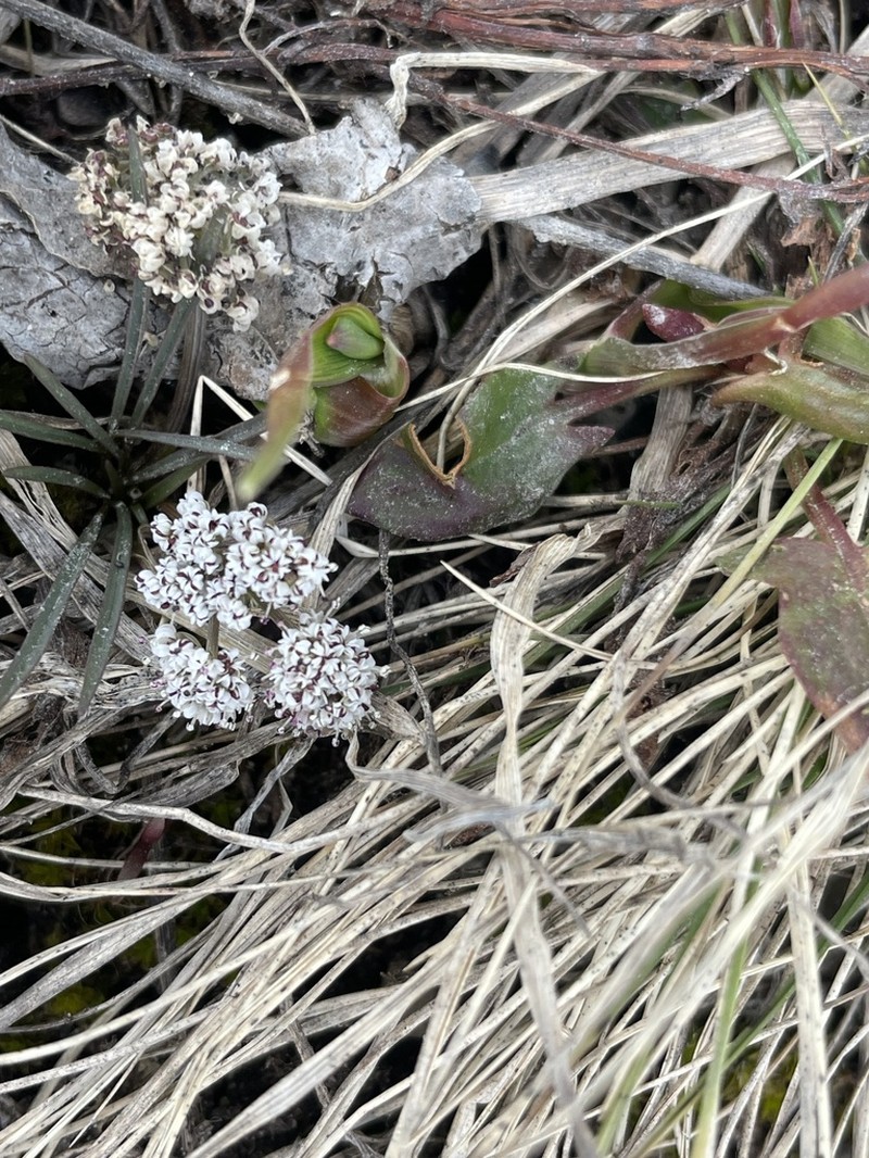 Great Basin Indian Potato photo 8