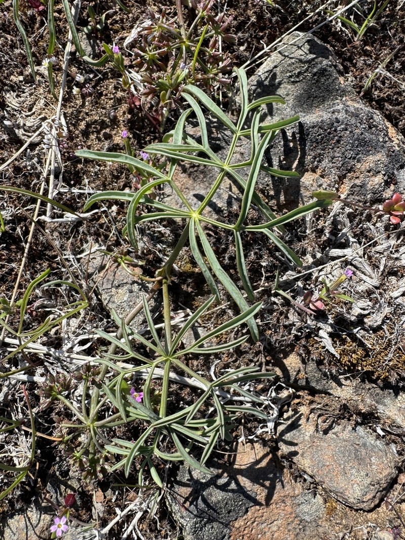 Hoover's Umbrellawort