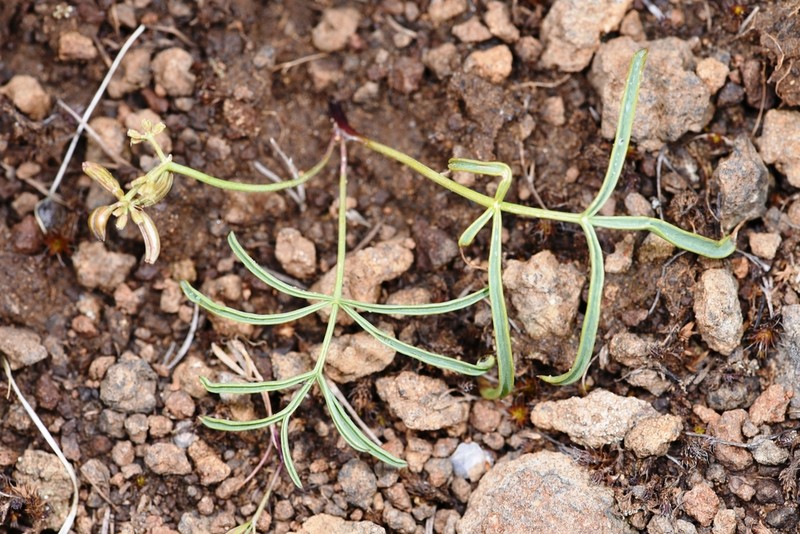 Hoover's Umbrellawort photo 2