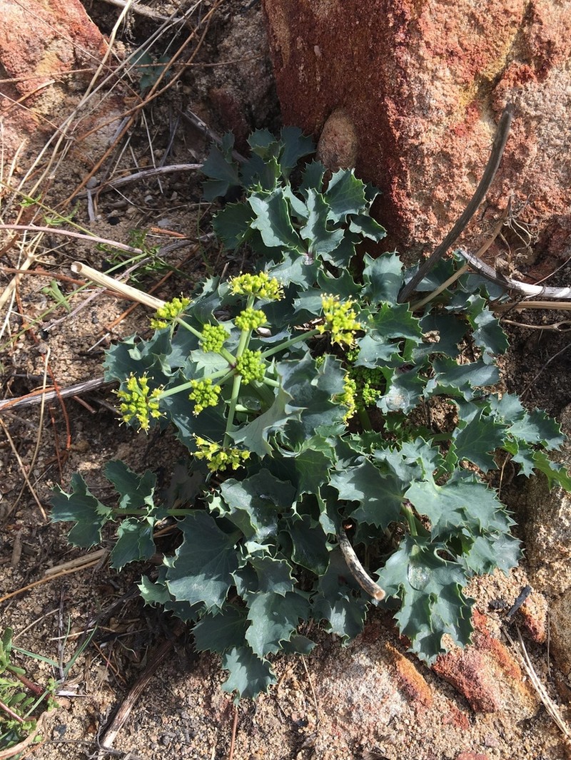 Shiny Biscuitroot photo 2