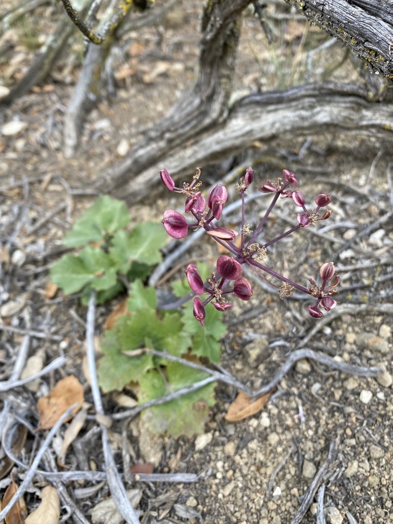 Shiny Biscuitroot photo 7