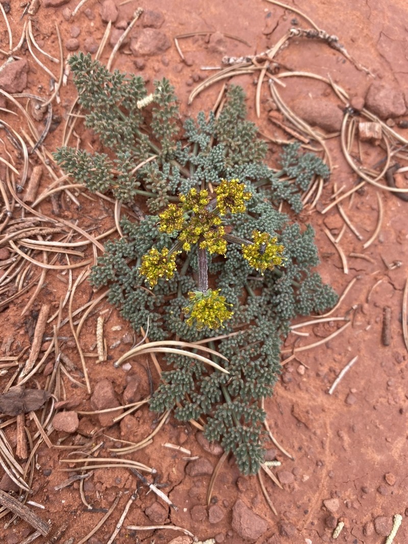 Lomatium macdougalii