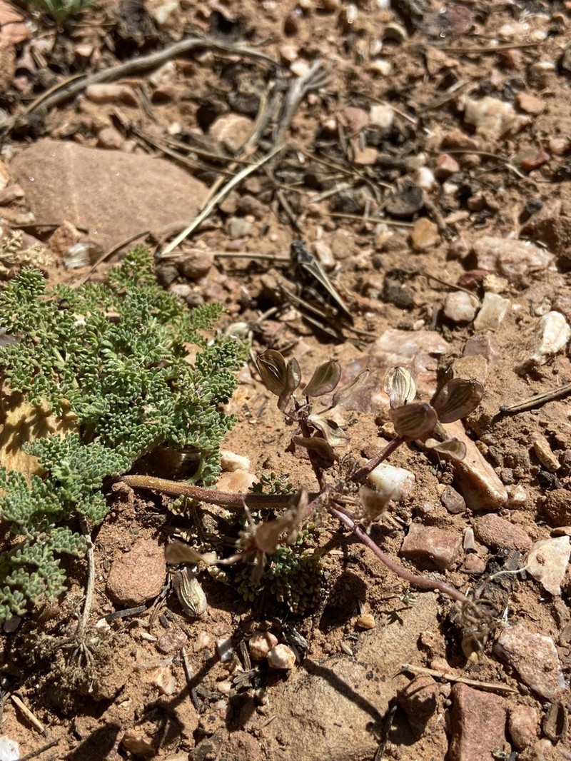 Lomatium macdougalii photo 2