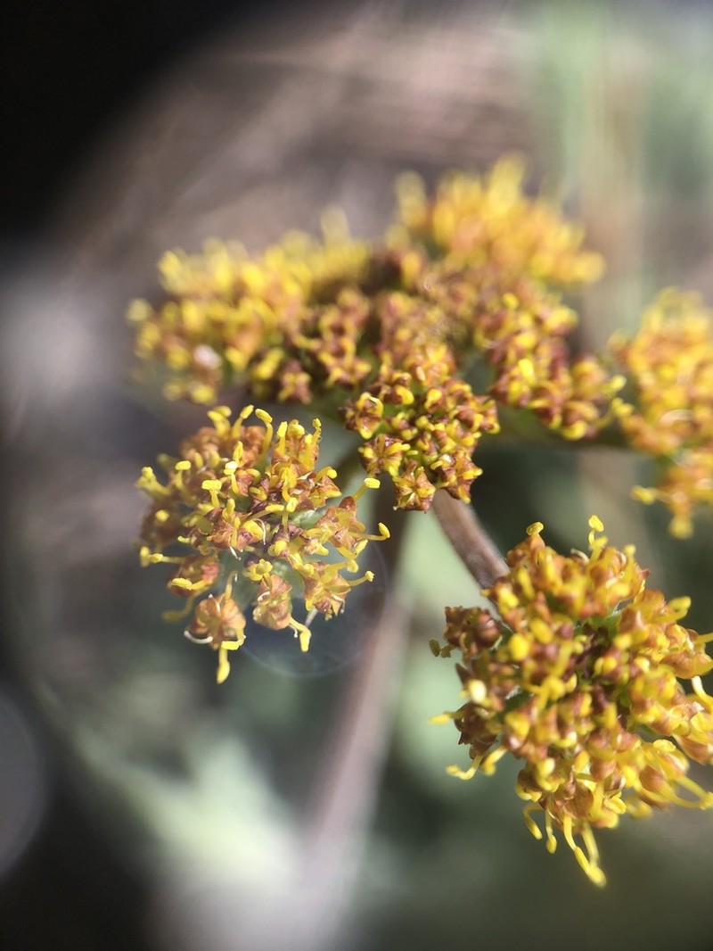 Lomatium macdougalii photo 3